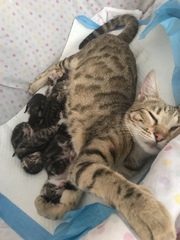Newborn kittens arrived today!
