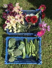 Allotment/Veg patch Thread 17 - onwards and upwards