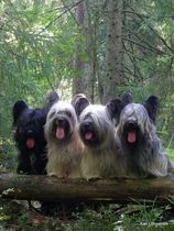 What's your dream breed?