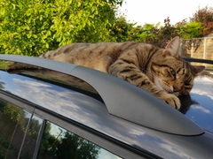 Thug cat part 4.  After all, it's not my Axminster.