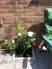 David Austin rose help
