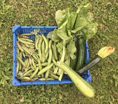 Allotment/Veg patch Thread 17 - onwards and upwards