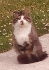 Chez Ollie - The Not My Cats of many colours edition - All welcome