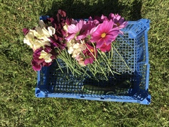 Allotment/Veg patch Thread 17 - onwards and upwards