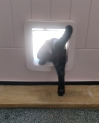 Cat flaps - help!