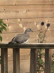 I Love Pigeons
