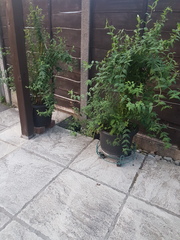 Jasmine Beesium behind Acers? (With pics)