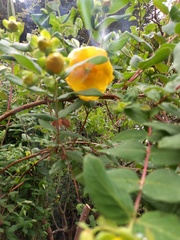 Please identify this shrub