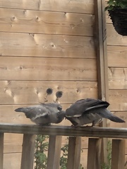 I Love Pigeons