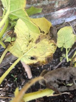 Help! What is this killing dd's squash?