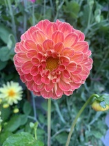 First time growing Dahlias . . .