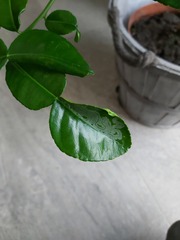 What is wrong with my Kaffir lime tree?
