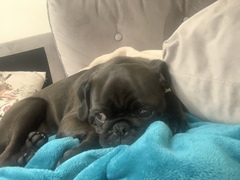 Dog constant barking - at wits end