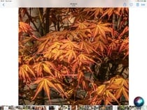 Acer - not looking too good.