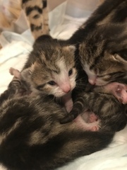 Newborn kittens arrived today!