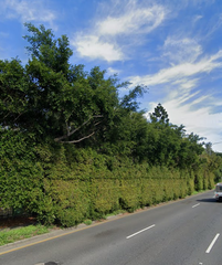 Overhanging leylandii onto driveway