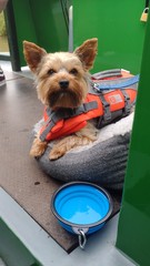 Doggie holiday pics