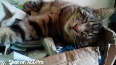 Chez Ollie - The Not My Cats of many colours edition - All welcome