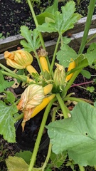 Allotment/Veg Patch Thread 16  Weather weirdness prevails !