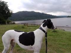 Doggie holiday pics