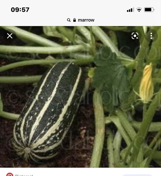 Embarrassing vegetable question