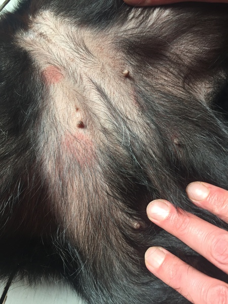 Rash on dog’s tummy (pics included)