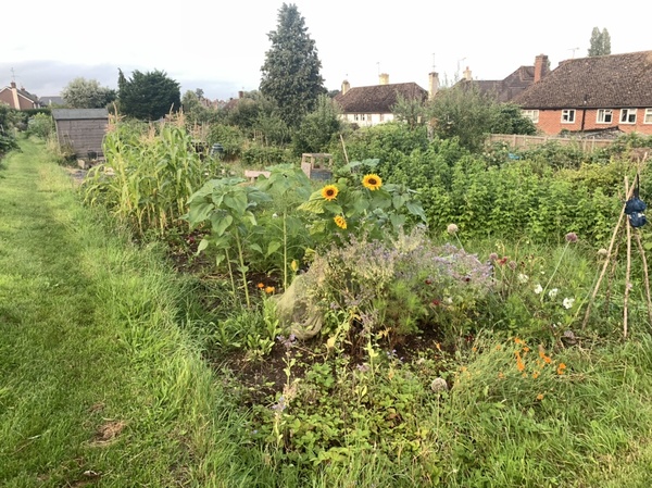 Allotment/Veg patch Thread 17 - onwards and upwards