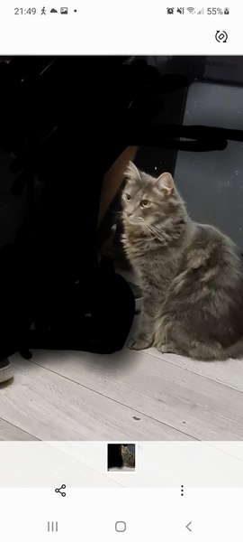 Daughters cat bully's my dog