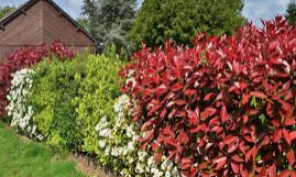 HELP! I have no idea what I’m doing and need advice on bushes