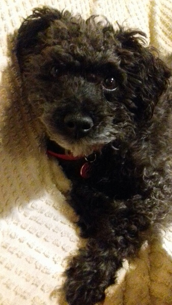 Why do you have the breed of dog that you have?