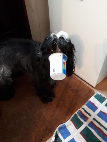 Daily egg for fussy cocker spaniel