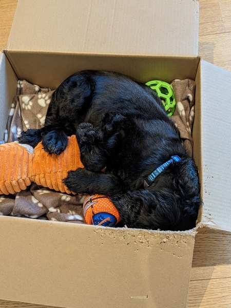 Puppy Survival Thread August part 2