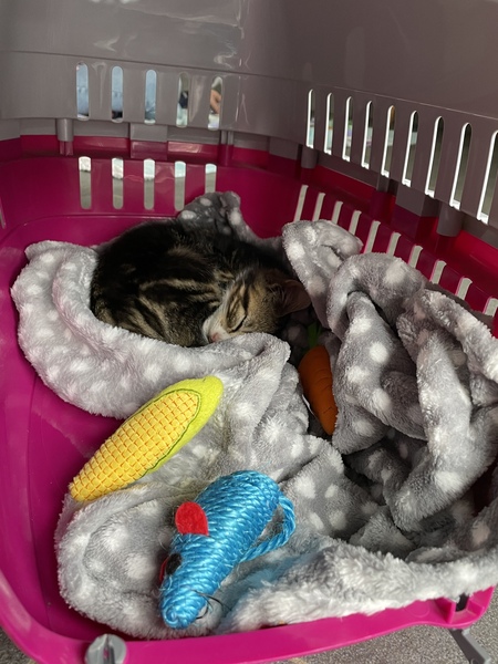 Settling kitten at night
