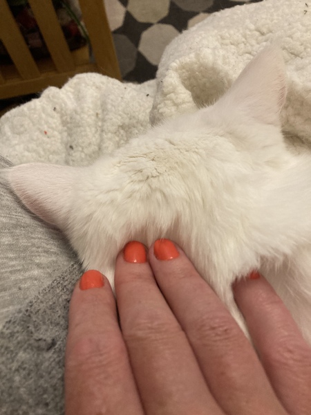 Cat Snuggle