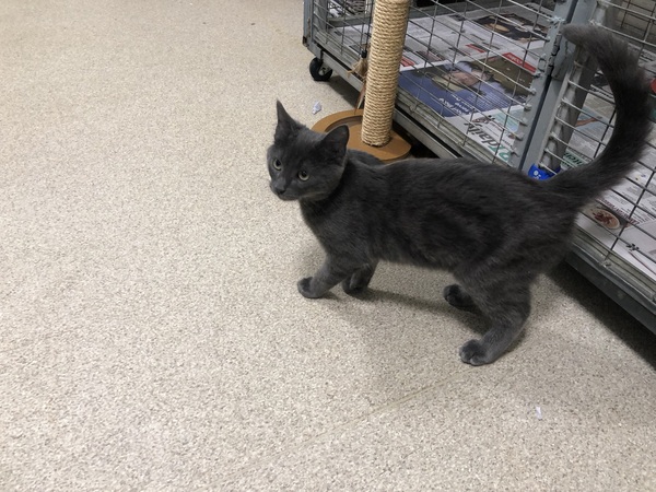 Please help - New 6 month old shelter kitten