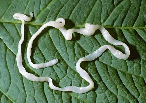 Help, I've got a tapeworm and it's messing with my head