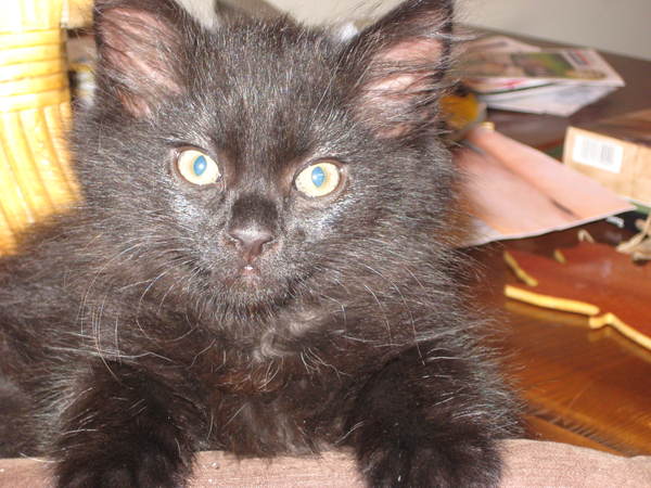 Chez Ollie - The Not My Cats of many colours edition - All welcome