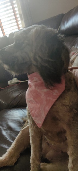 Dog Spay Advice