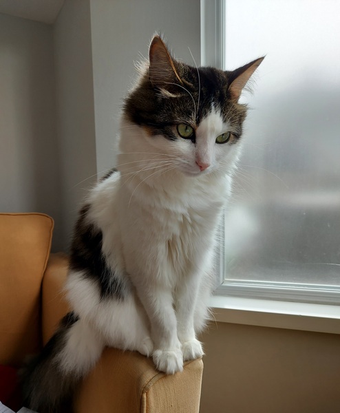 Please post cute pictures and tell me about your cats.