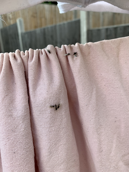 Help- what are these bloody flies all over my garden and washing ?