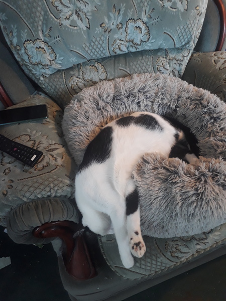 Do Your Moggies Use Cat Beds?