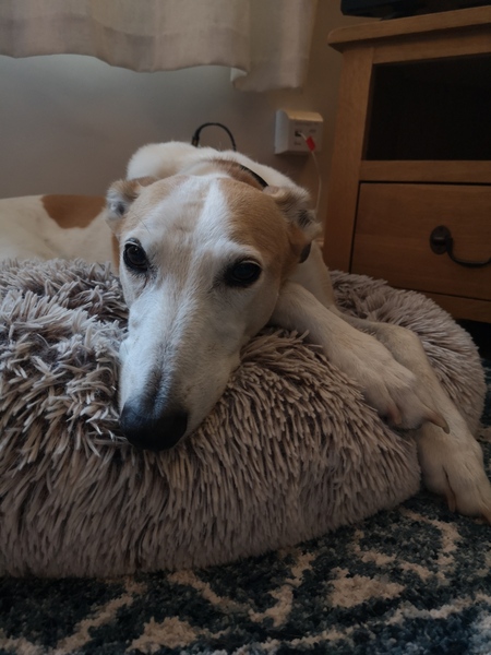 Pointy hound owners please assemble!