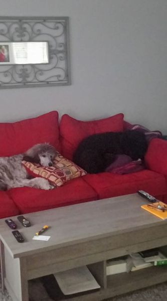 Why do you have the breed of dog that you have?