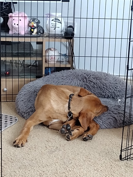 Puppy Survival Thread August part 2