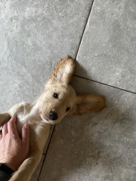 Puppy Survival Thread August part 2