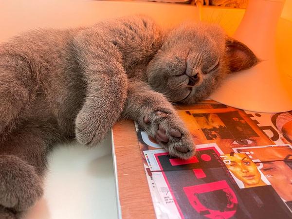 To think my cat is faulty?