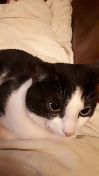 To think my cat is faulty?