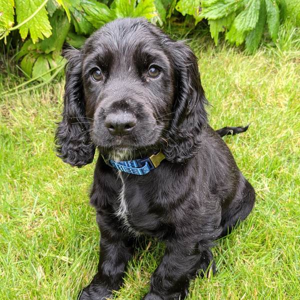 Puppy Survival Thread - August