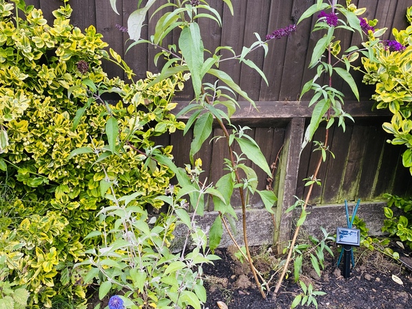 Help a total novice with new garden ?