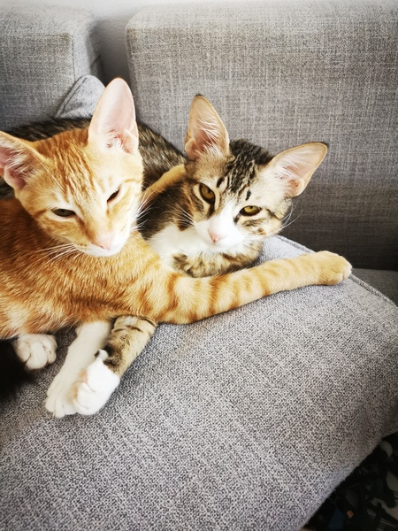 Do your Dcats make eye contact with you?